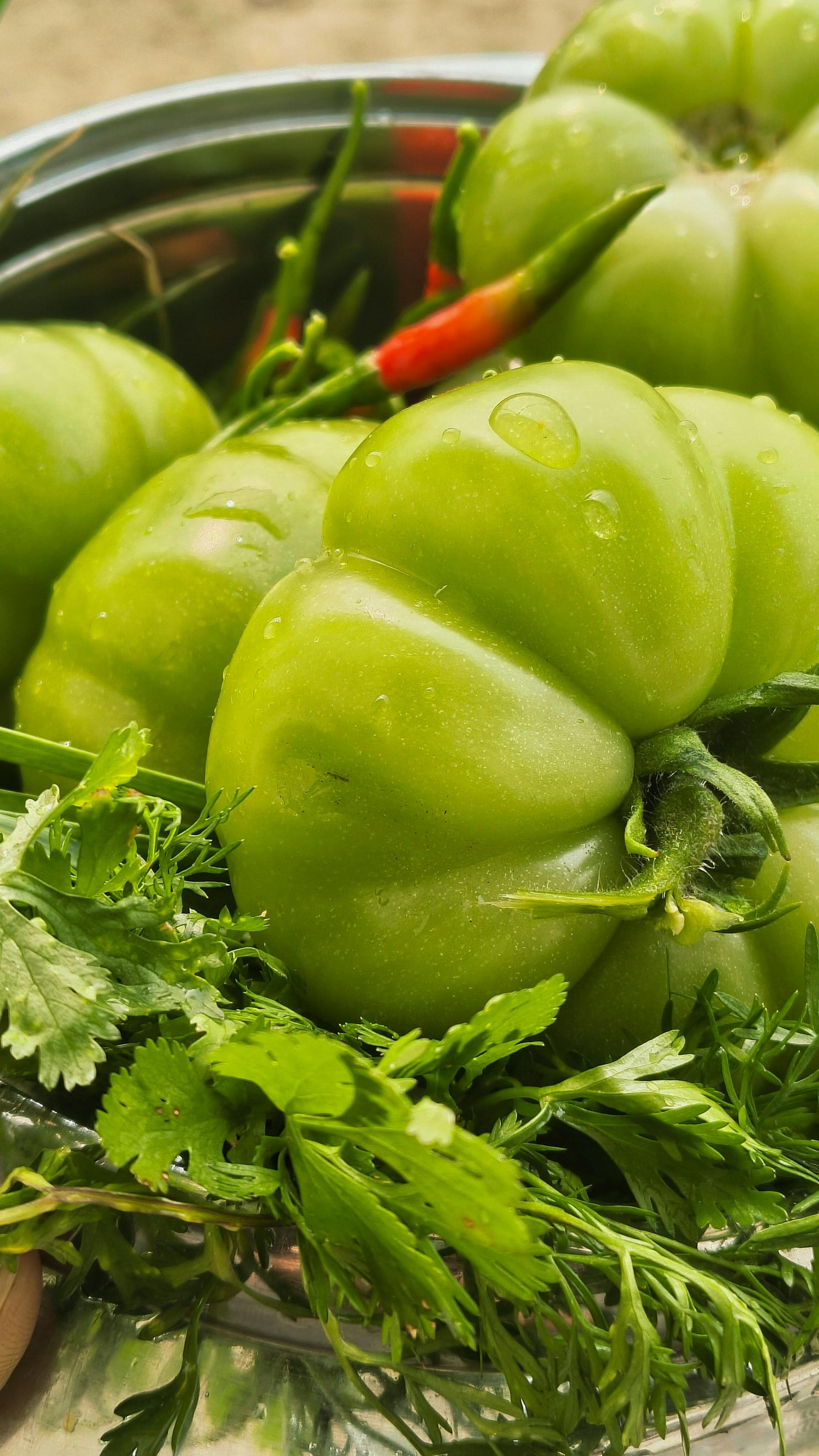 Tomates verdes frescos com pimenta vermelha e coentro, hortifruti SabanPack